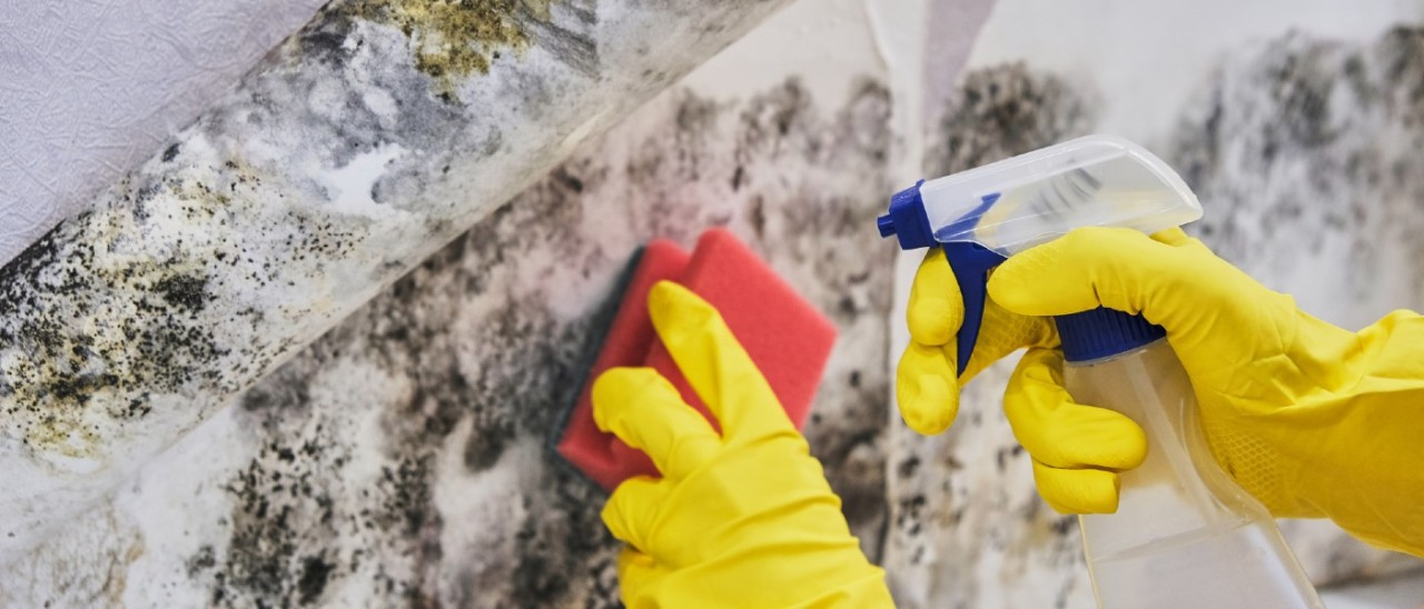 Mould Person wearing yellow rubber gloves to while cleaning mould from a wall