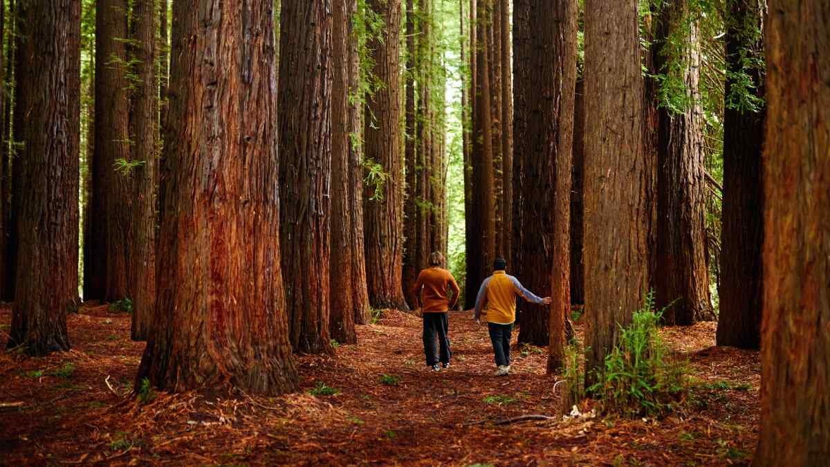 two people standing in giant redwoods forest