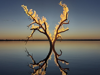 Digital pigment print on cotton rag of a blazing tree reflected on water.