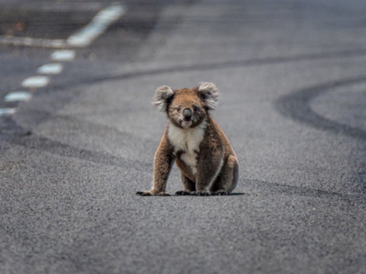 Koala on road with car tyre marks.