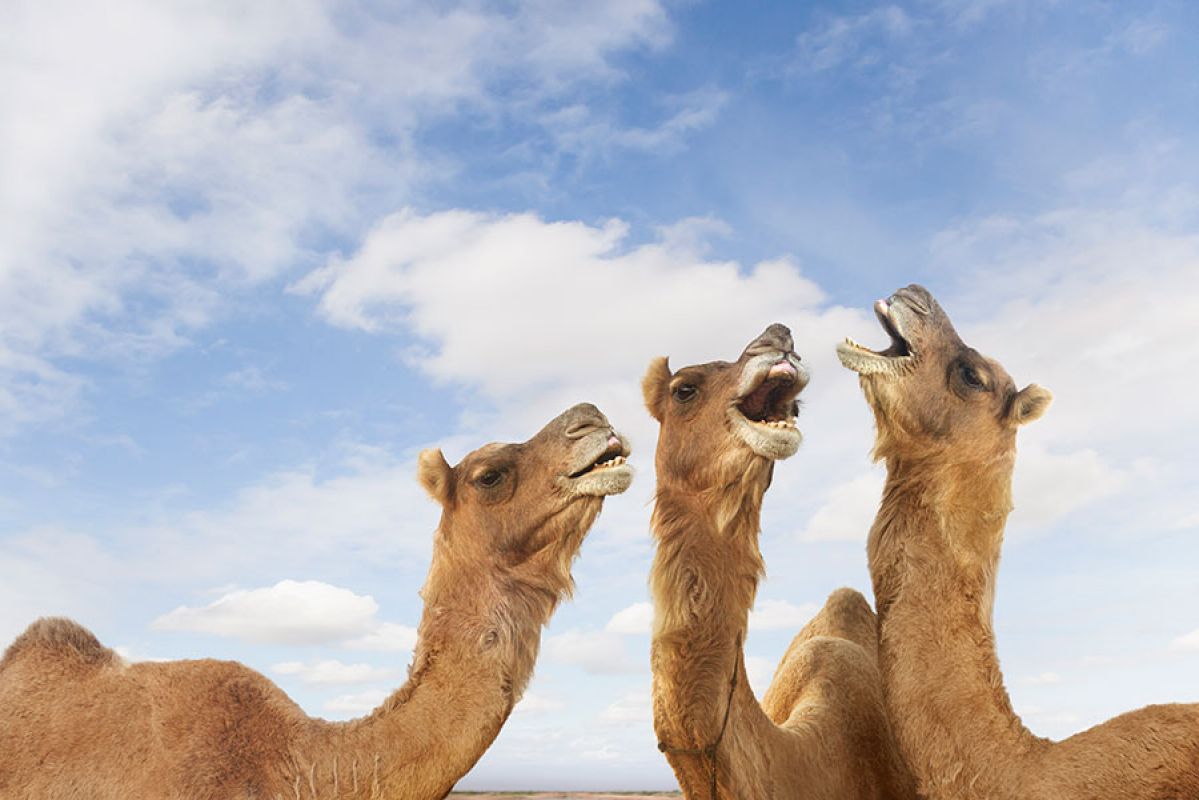 Three camels in the desert 