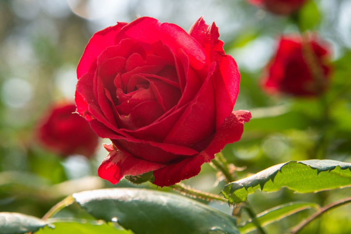 perfect red rose