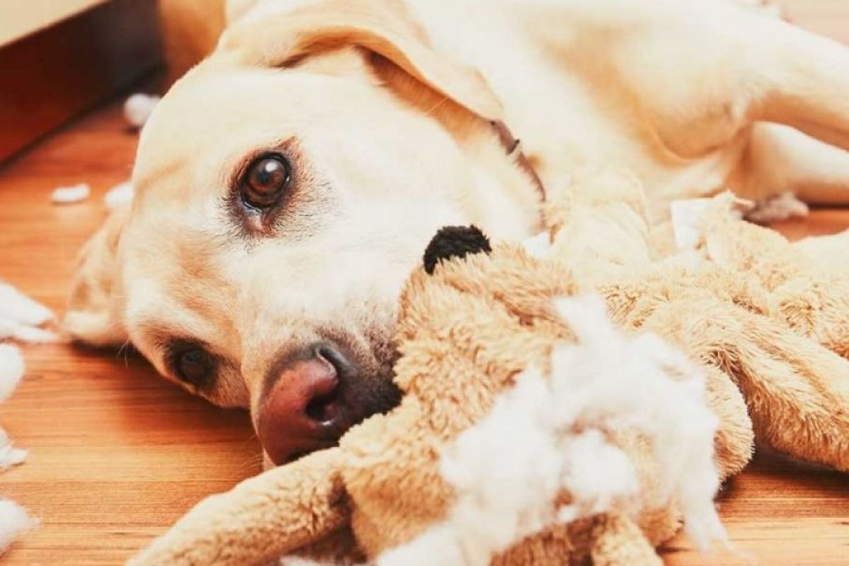 golden labrador lying on wooden floor with ripped toy in mouth