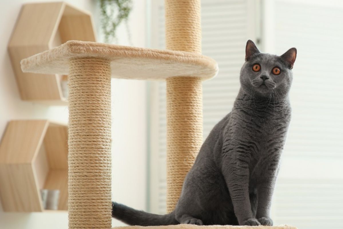 grey cat sitting on cat tree indoors