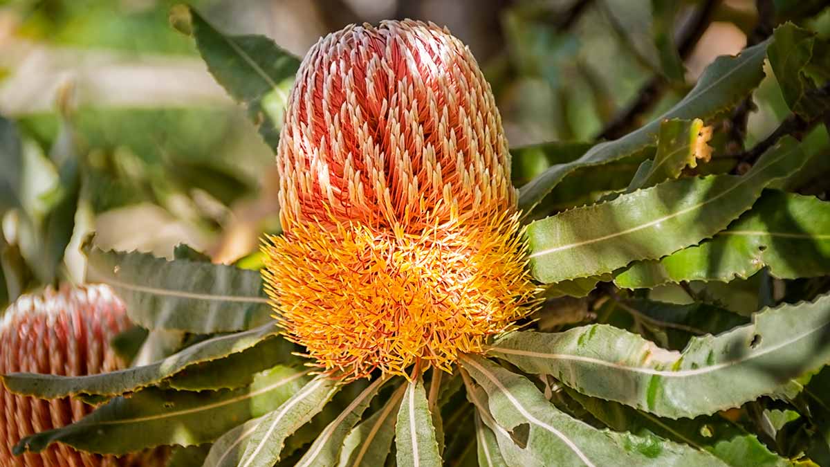 Banksia flower