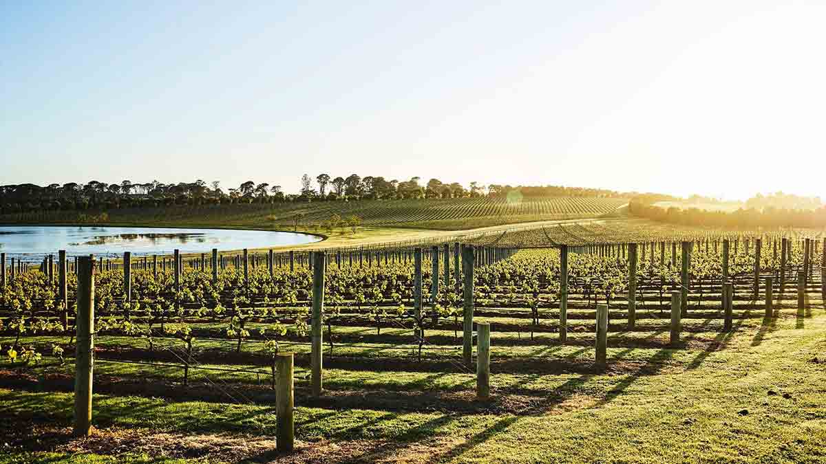 Point Leo Estate's vineyard