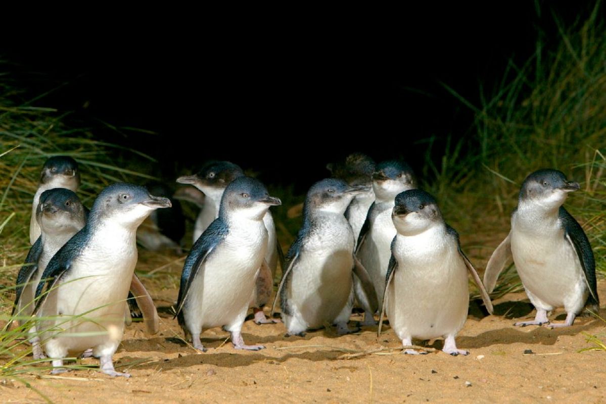 A group of little penguins on the shore at Phillip Island