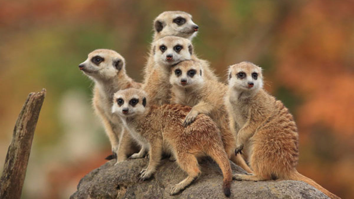 Meerkats