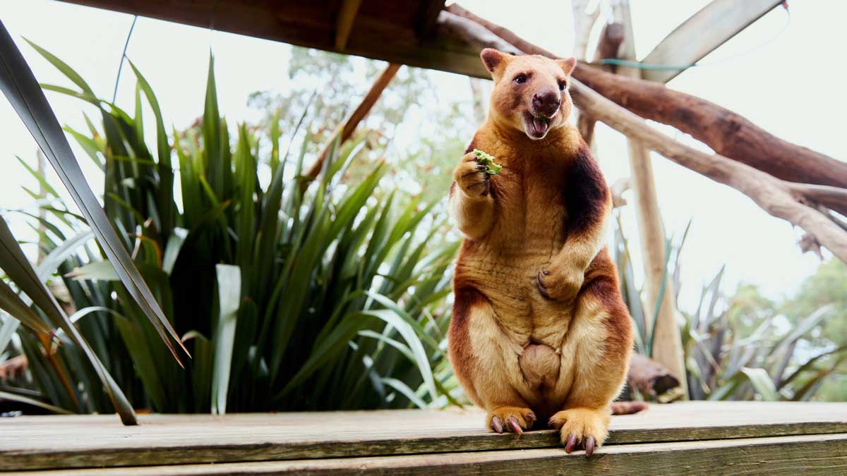 animal at Ballarat Wildlife Park