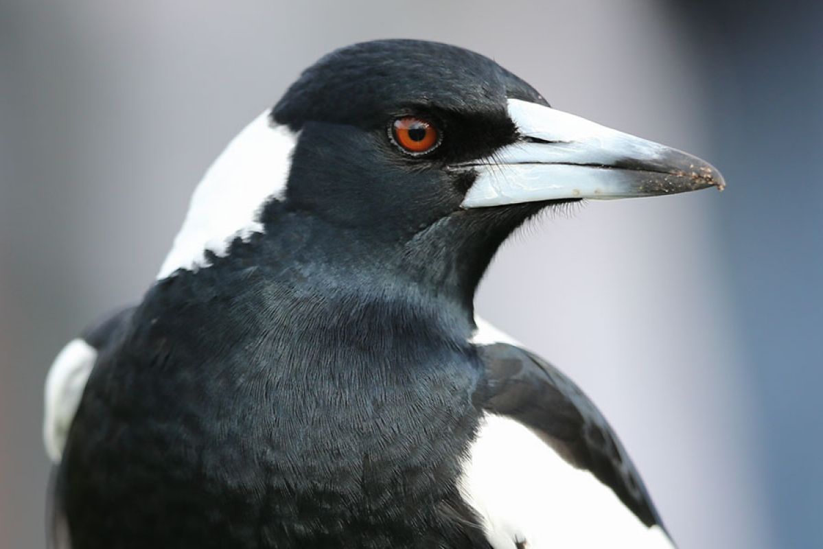 An Australian magpie staring down the camera