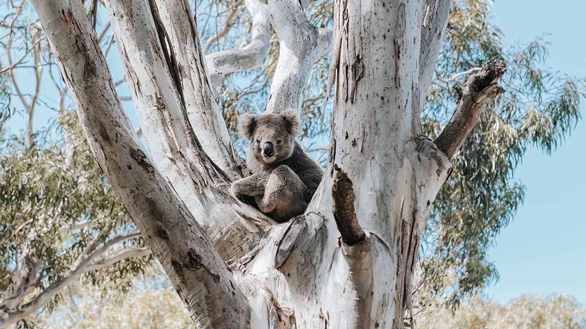 Koala in gum tree on Raymond Island