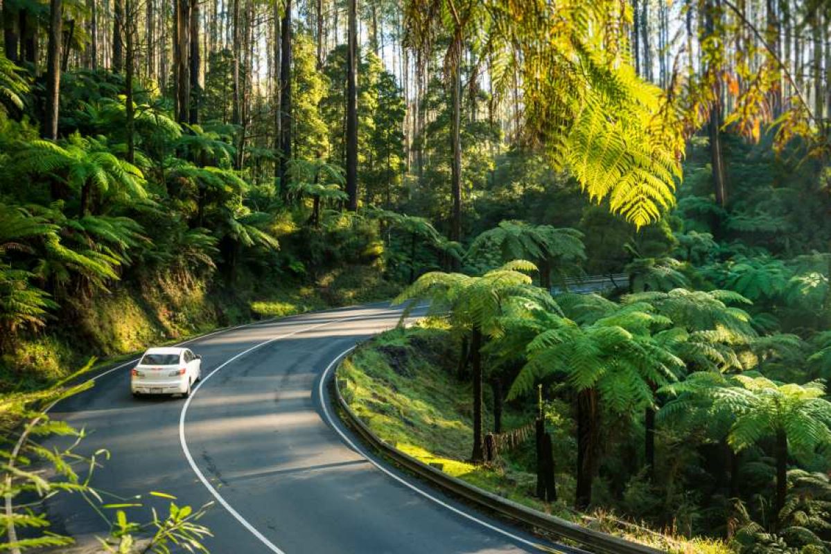 car driving on rainforest road