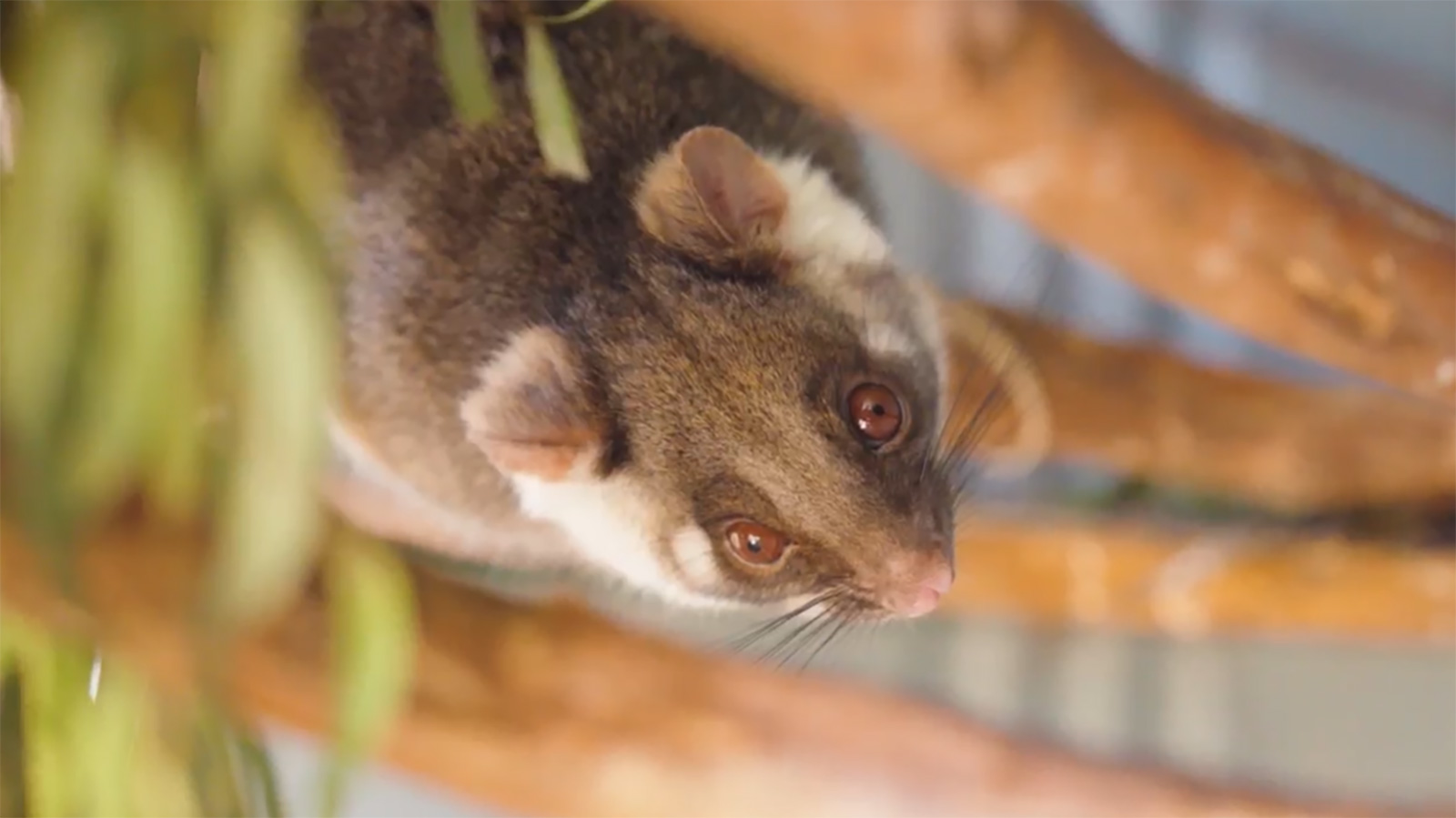 close up of a possum sitting in a tree 