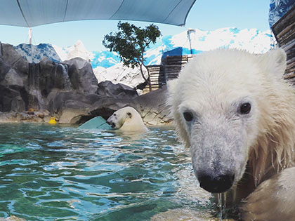 Mishka the polar bear at Sea World pool.