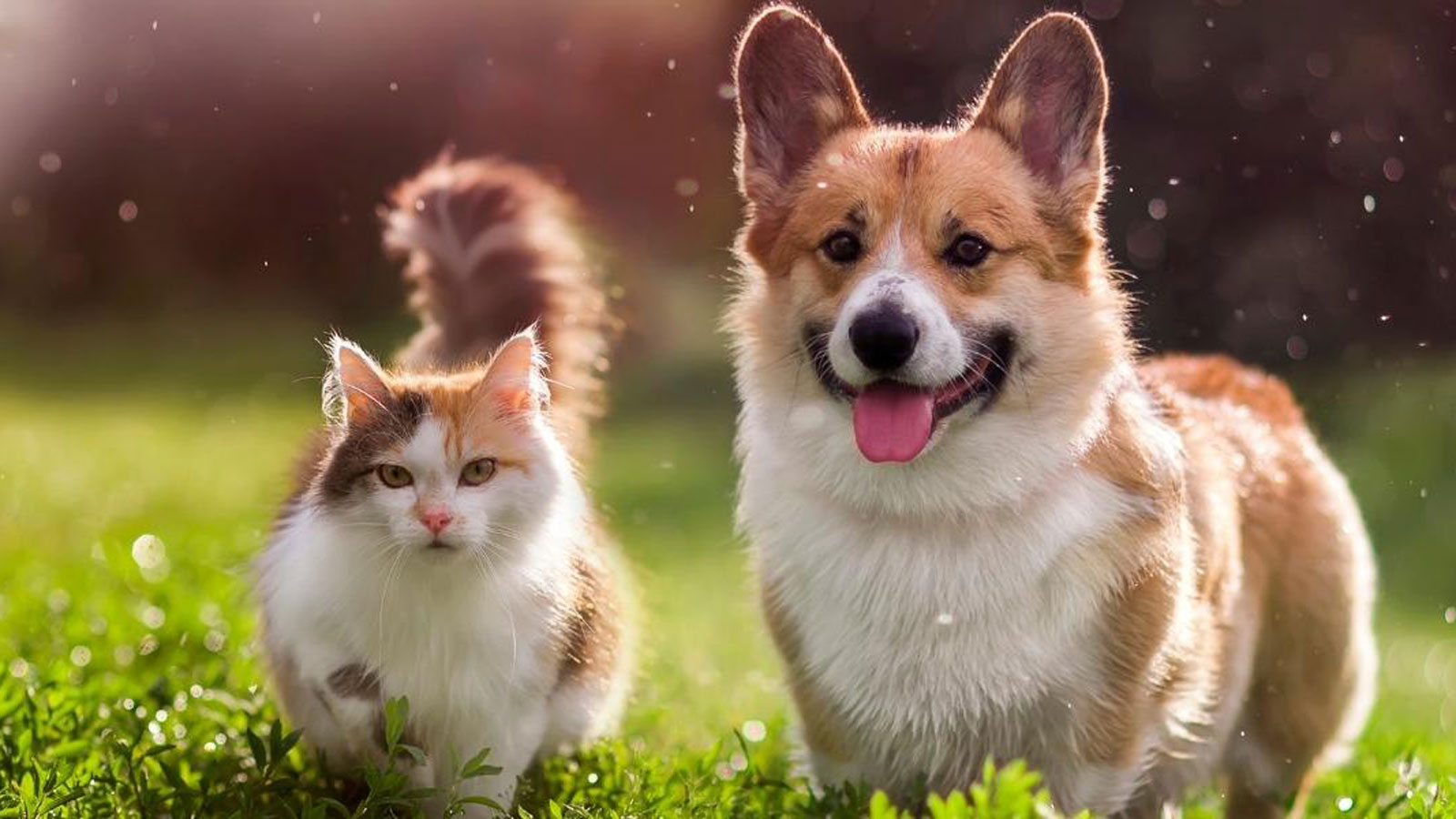 Cat and dog on the grass together