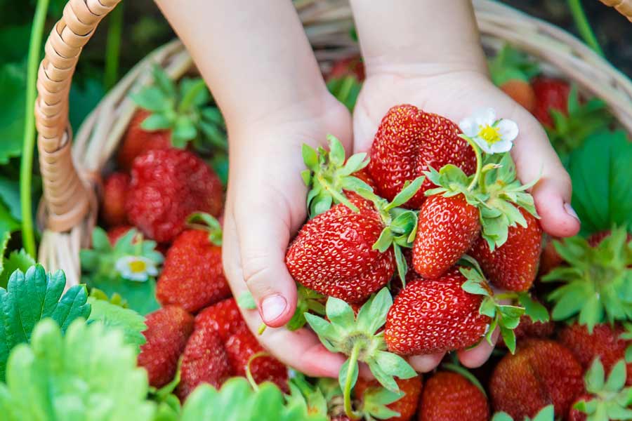 The best farms to go fruit picking in Victoria | RACV