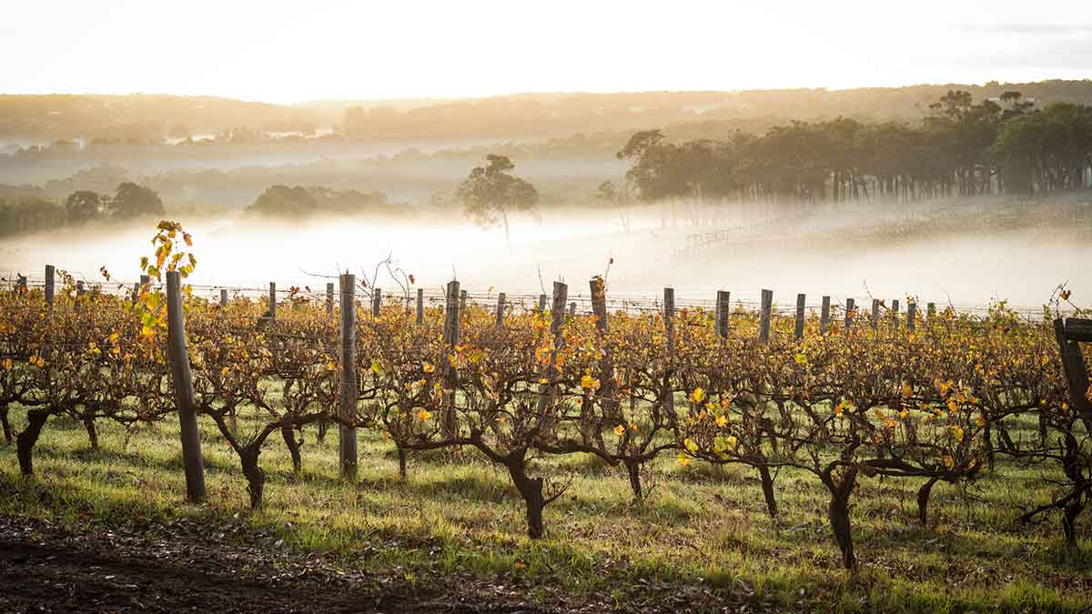 rolling vineyards with fog down the valley