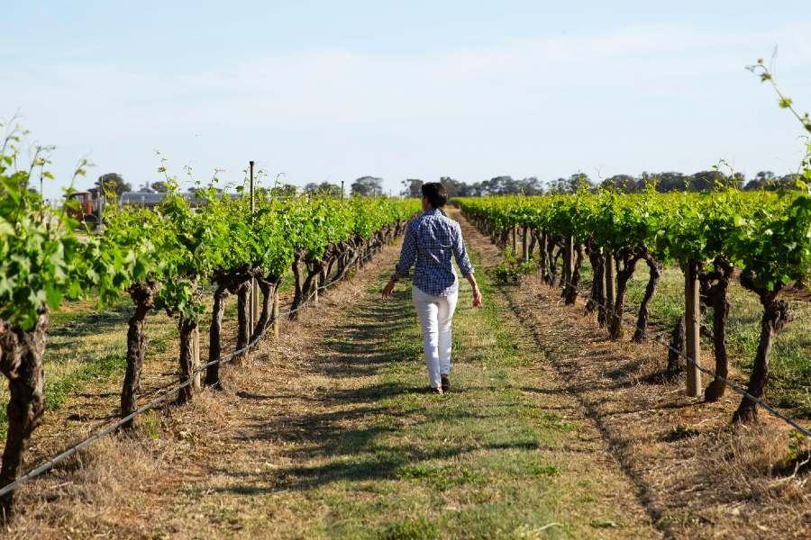 10 Of The Best Wineries To Visit In Rutherglen RACV   CAMPBELLS 151478 56 VISIT VIC 900x600 