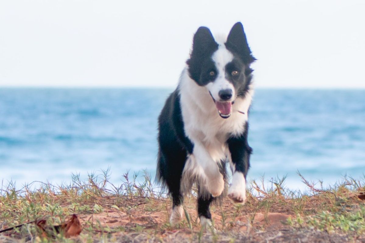 Dog running at the beach