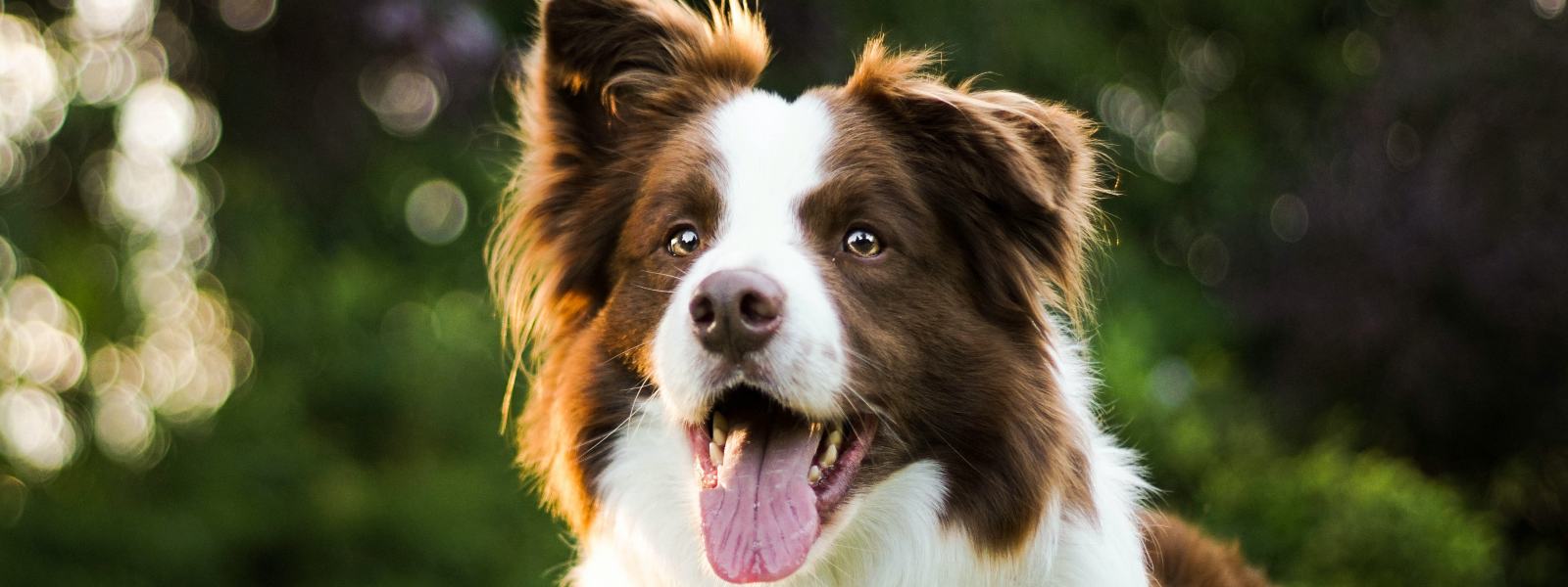 brown and white border collie in a park