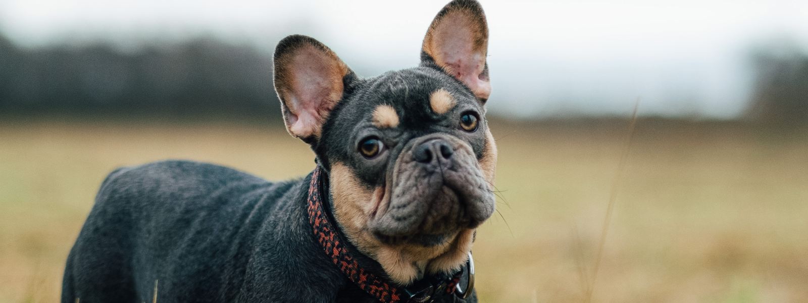 black and brown french bulldog in a field