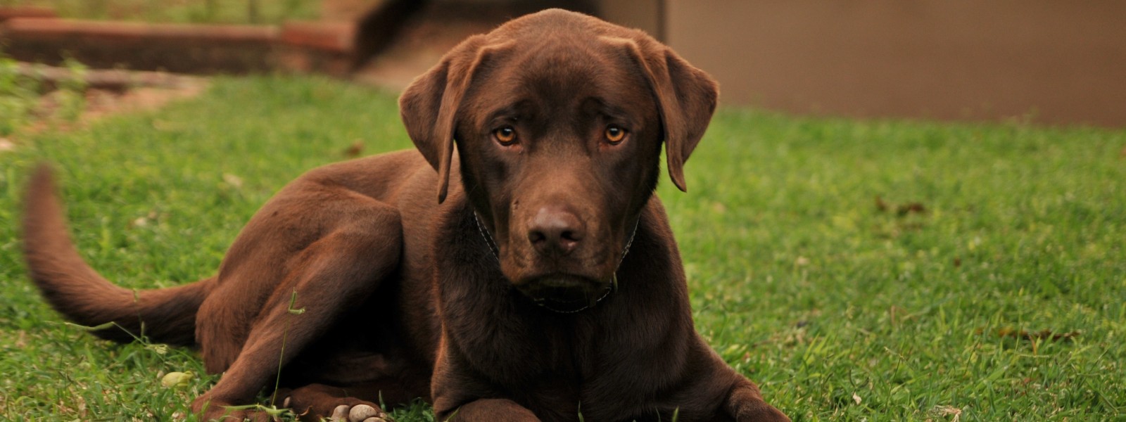 brown labrador laying on grass