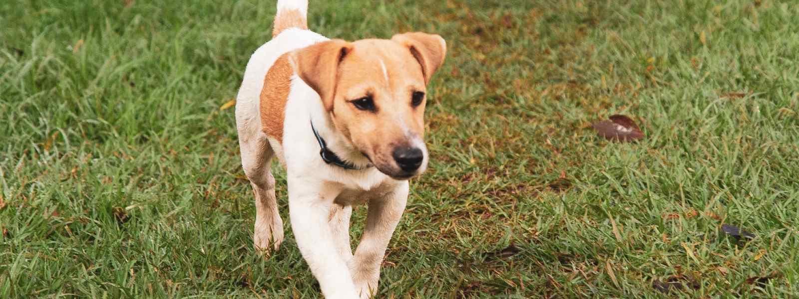 white and brown jack russell on grass