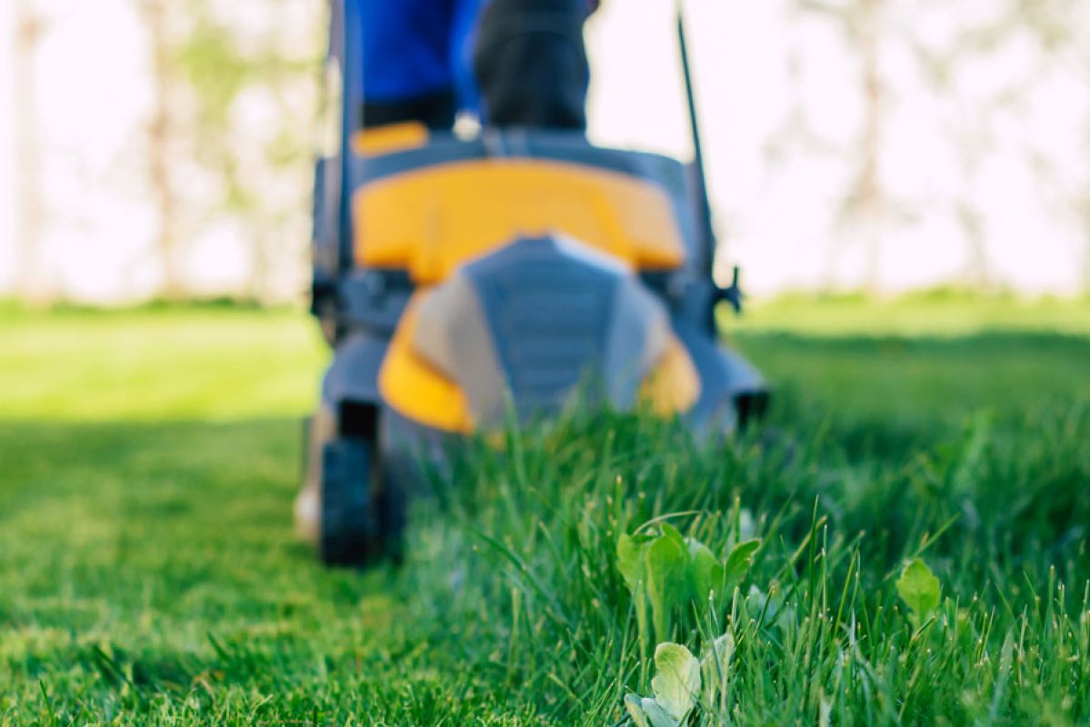 electric lawn mower on lawn