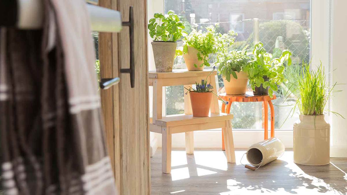 Pot-plants-sun-GettyImages_1200x675