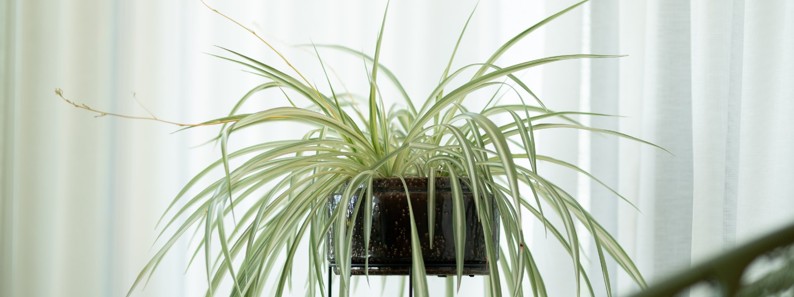 green and white spider plant on table in living room