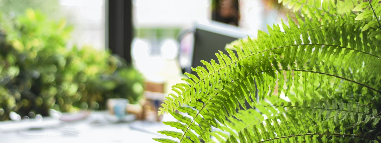 close up image of a boston fern near a home office desk