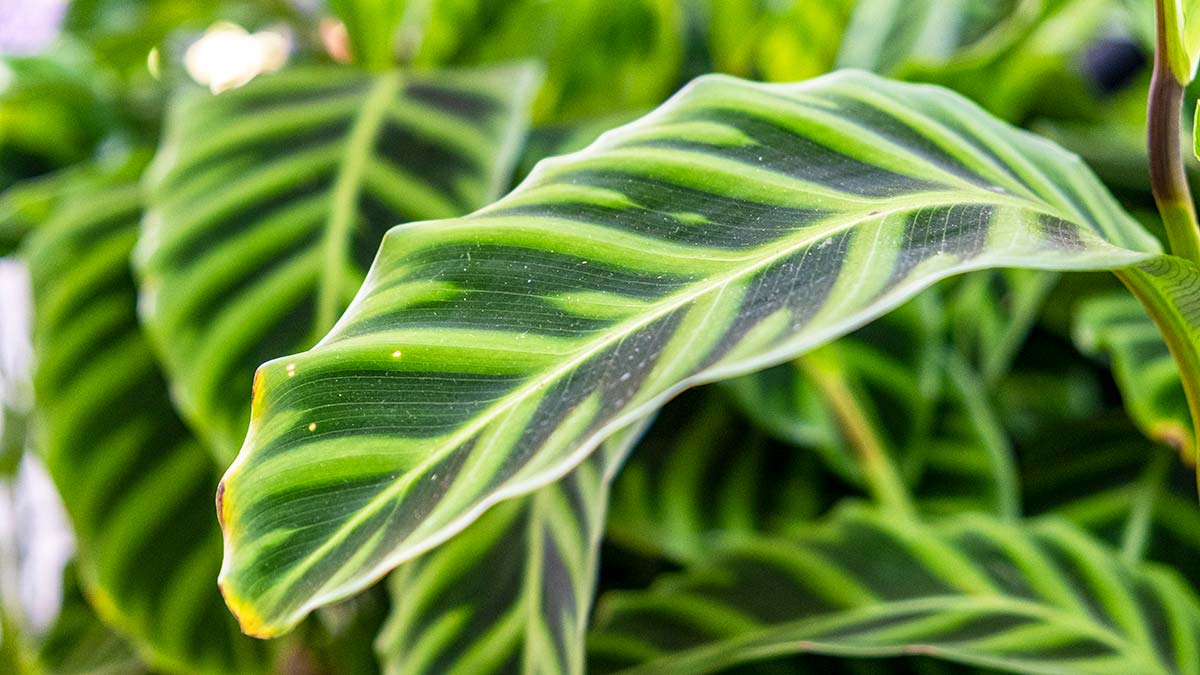 indoor plant