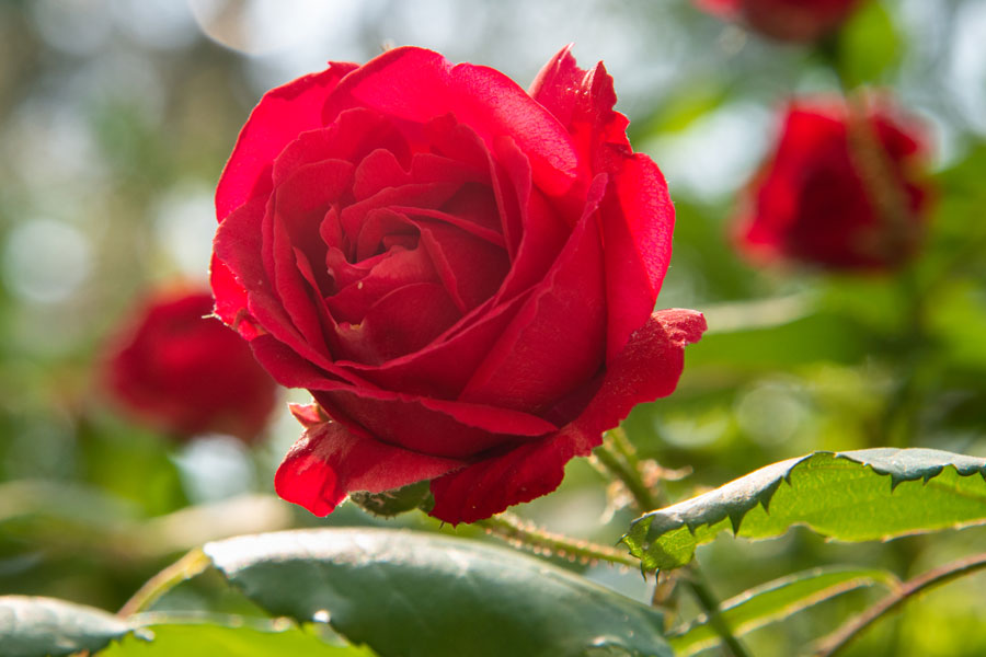 How To Plant And Grow Perfect Roses RACV