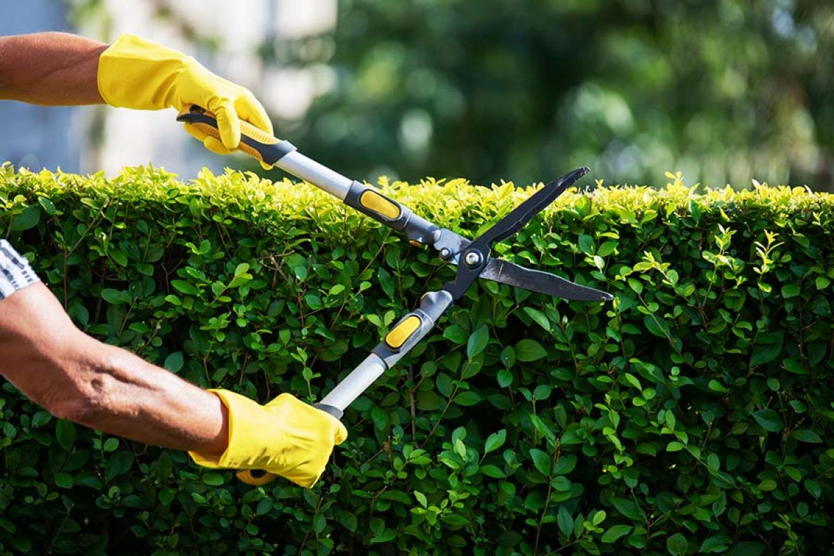 A person trimming a hedge using hand shears