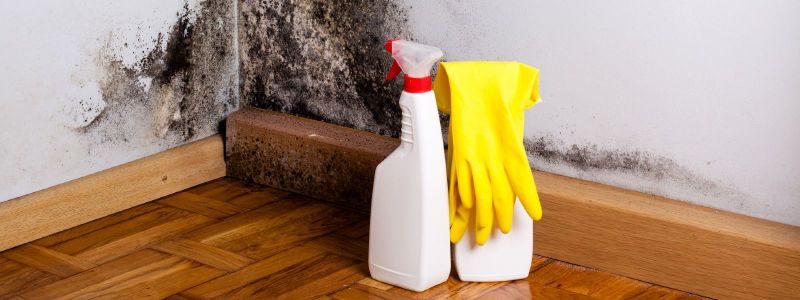 Mould prevention: 7 moisture absorbing products to help prevent damp and  mould damage in the home