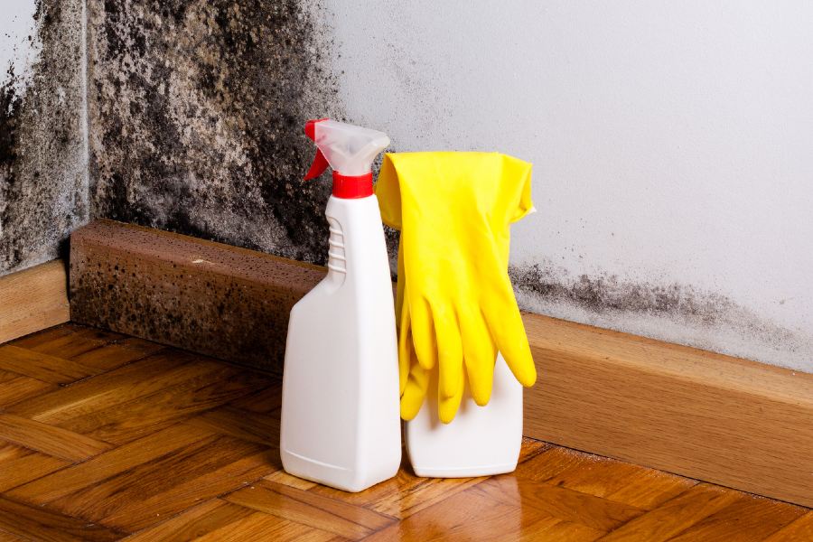 How to remove mould and prevent it coming back in your home RACV