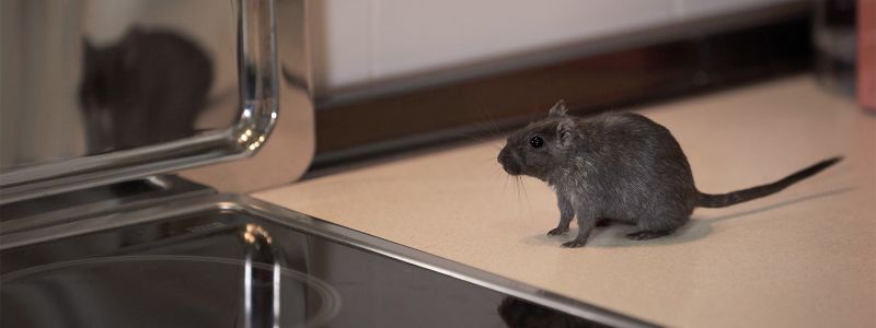 This Common Kitchen Ingredient Can Help Keep Mice Away from Your Home