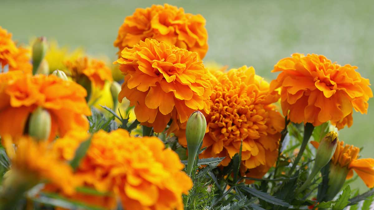 Marigolds