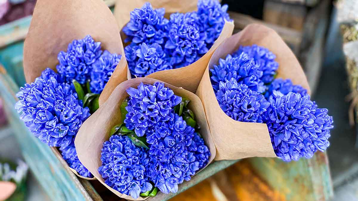 Blue hyacinth