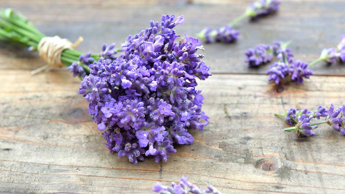 lavender