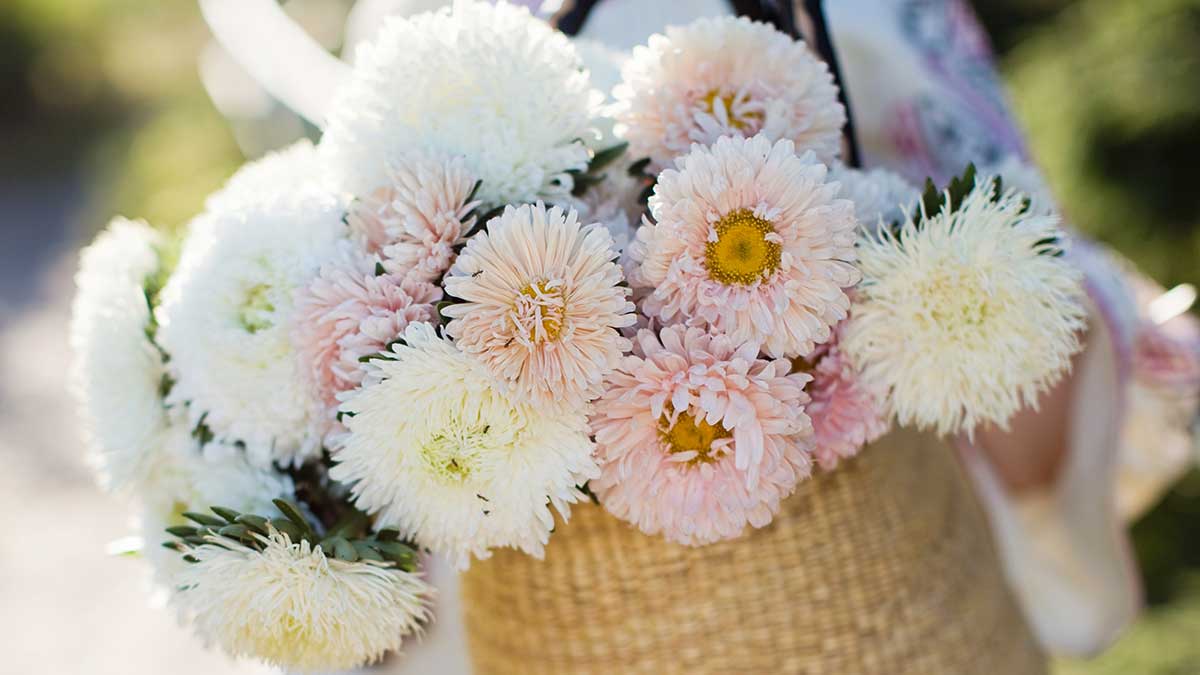 Chrysanthemums 