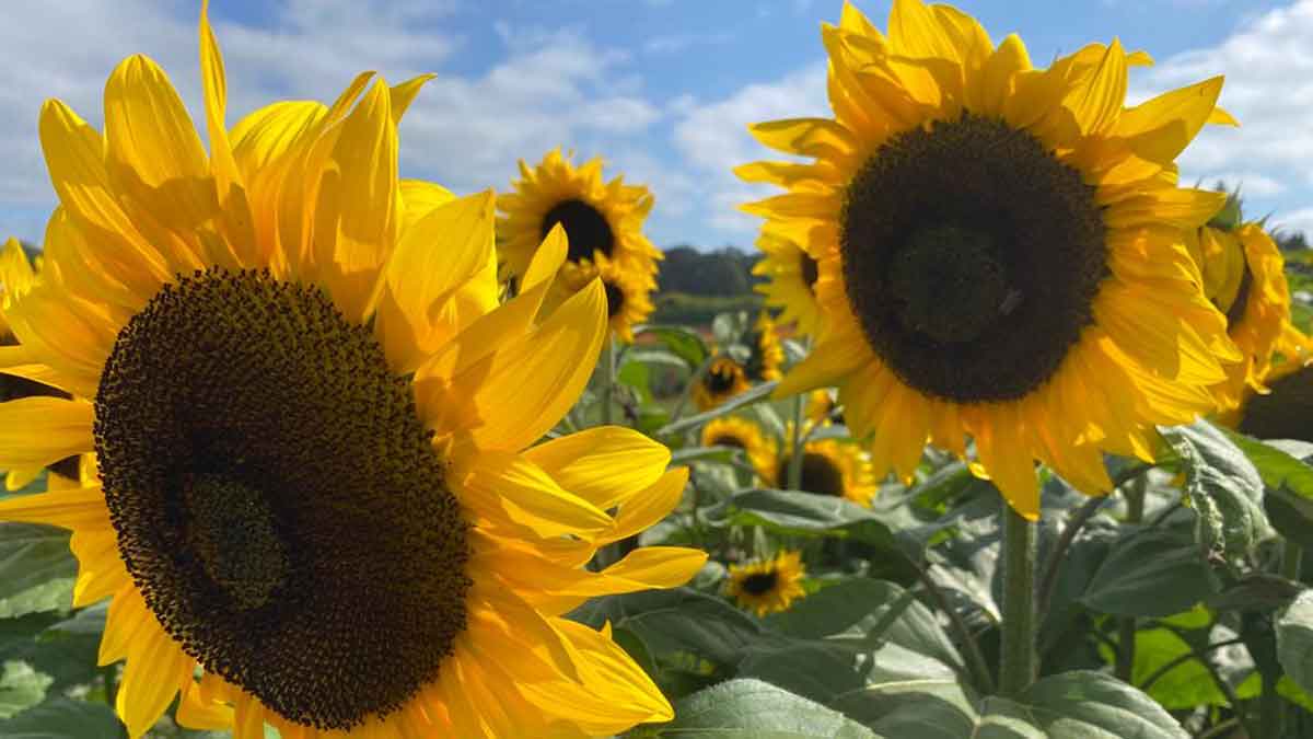 giant sunflowers