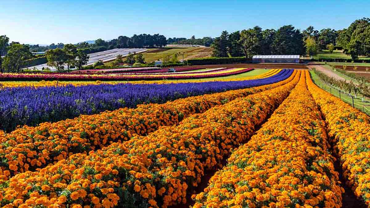 field of flowers at KaBloom