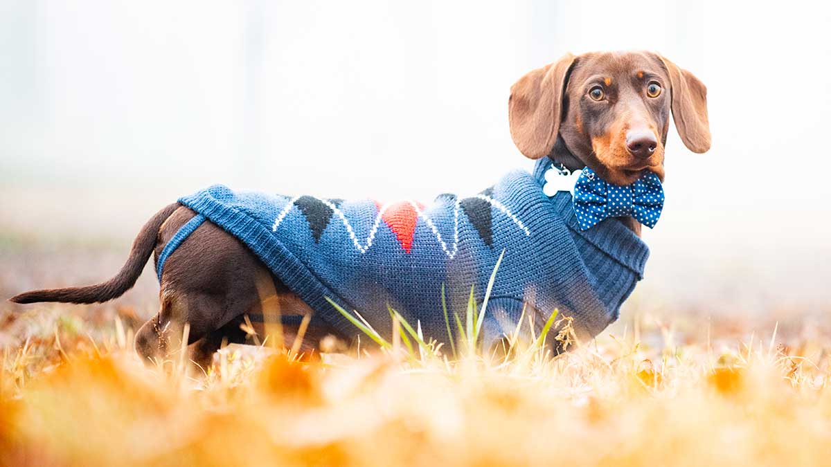 dog in a jumper