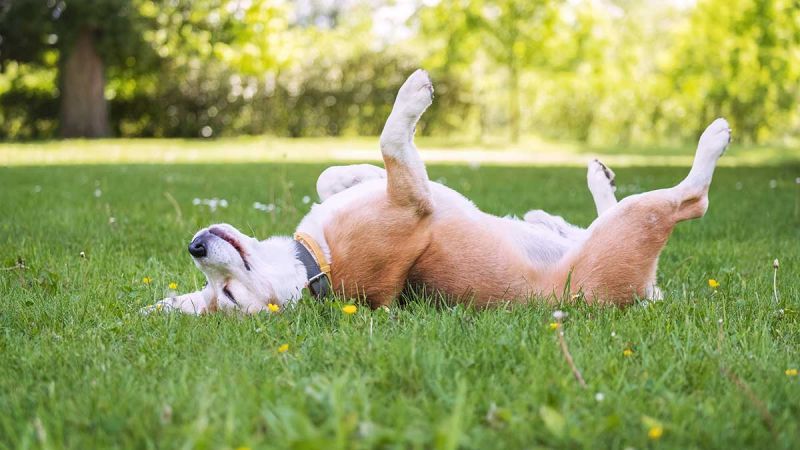 The best dog parks in Melbourne and regional Victoria | RACV