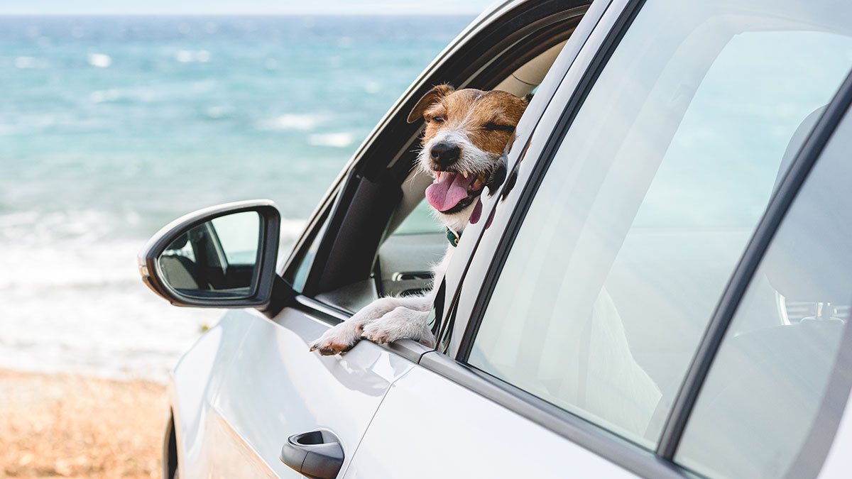 Dog in the car at the beach. 