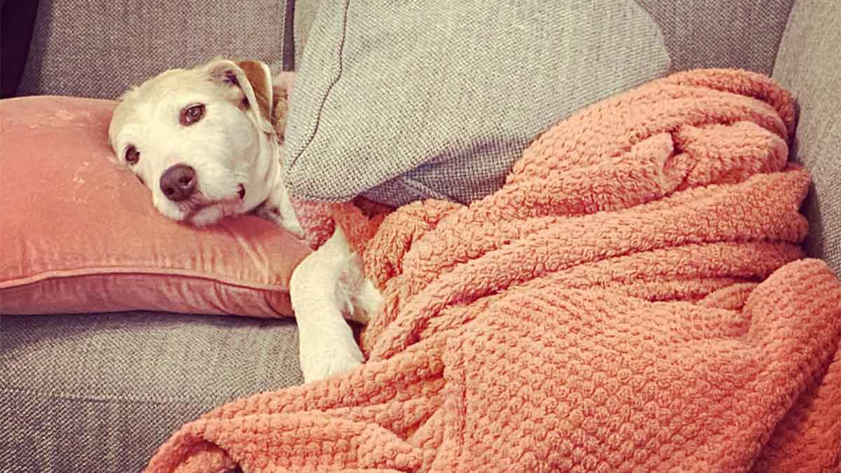 dog lying under a blanket