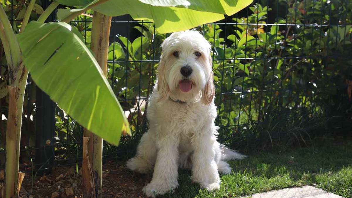 dog in shade