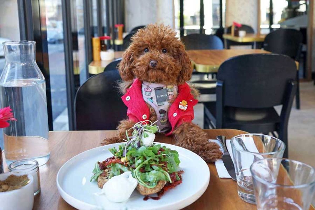 dog at a restaurant