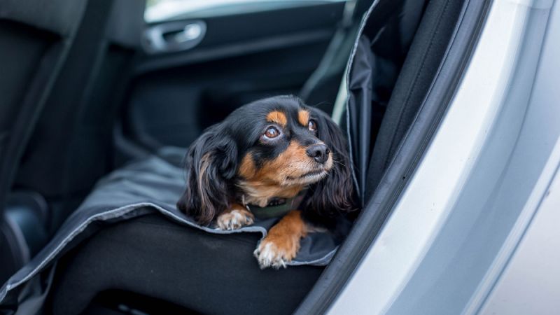 Best way to restrain a dog 2024 in a car